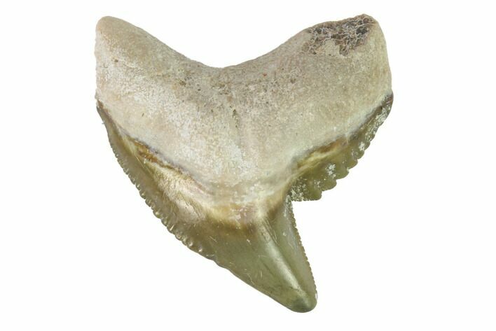 Fossil Tiger Shark Tooth - Bone Valley, Florida #145161
